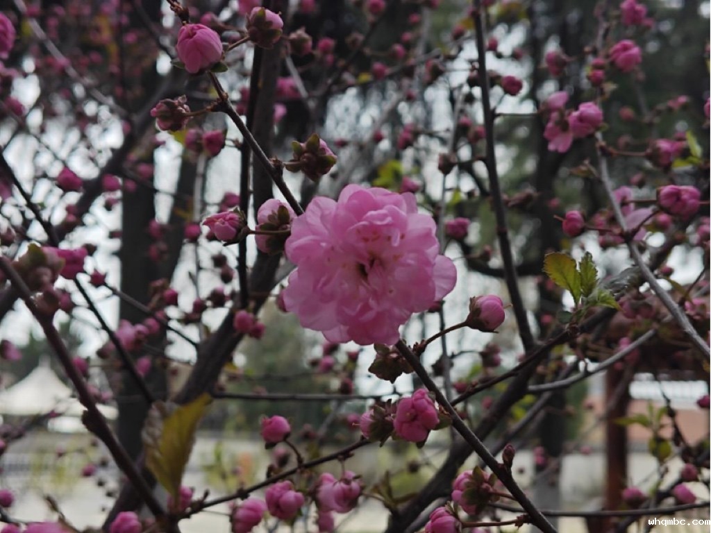 微信图片_20250324180656 微信图片_20250324180656